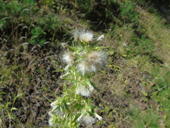 Cirsium candelabrum