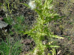 Cirsium candelabrum