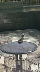 Columba livia