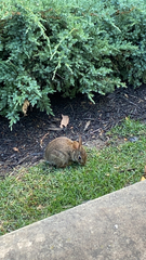 Sylvilagus floridanus
