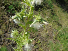 Cirsium candelabrum