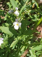 Viola occulta