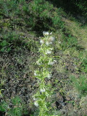 Cirsium candelabrum
