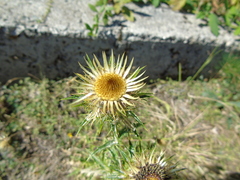 Carlina biebersteinii