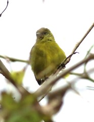 Spinus xanthogastrus