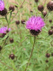 Centaurea debeauxii
