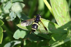 Chrysotoxum bicinctum