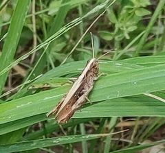 Gomphocerippus rufus