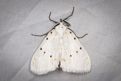 Brihaspa atrostigmella