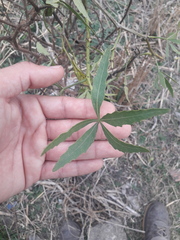 Cissus palmata