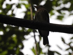 Muscicapa williamsoni