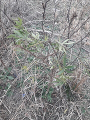 Cissus palmata