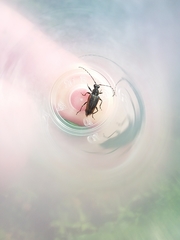 Brachyleptura brevis