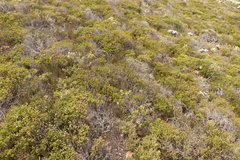 Hypodiscus procurrens