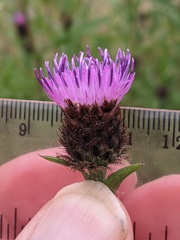 Centaurea debeauxii