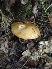Boletus atkinsonianus
