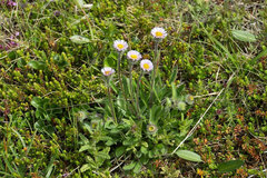 Erigeron borealis