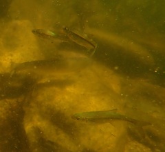 Alburnoides bipunctatus