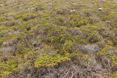 Hypodiscus procurrens