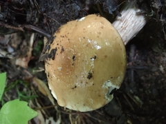 Boletus atkinsonianus