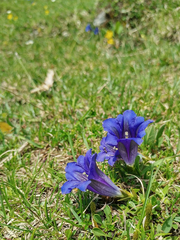 Gentiana clusii clusii