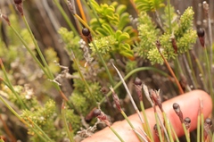 Hypodiscus procurrens