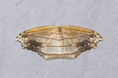Leucoblepsis excisa