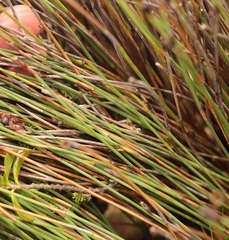 Hypodiscus procurrens