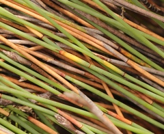 Hypodiscus procurrens