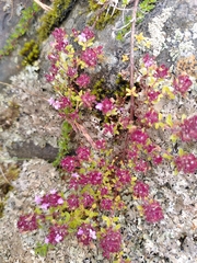 Thymus praecox britannicus