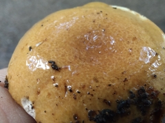 Boletus atkinsonianus