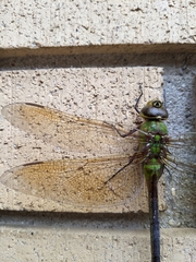 Anax junius