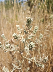 Marrubium peregrinum