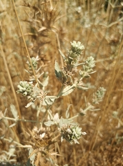 Marrubium peregrinum