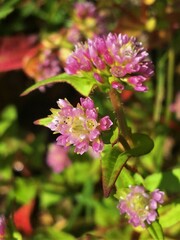 Persicaria nepalensis