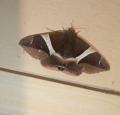 Bastilla crameri