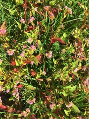 Persicaria nepalensis