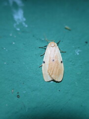 Archithosia costimacula