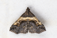 Bertula abjudicalis
