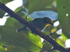 Chlorochrysa nitidissima