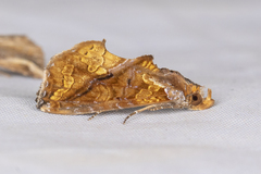 Plusiodonta calcaurea