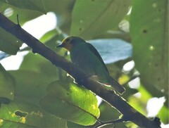 Chlorochrysa nitidissima