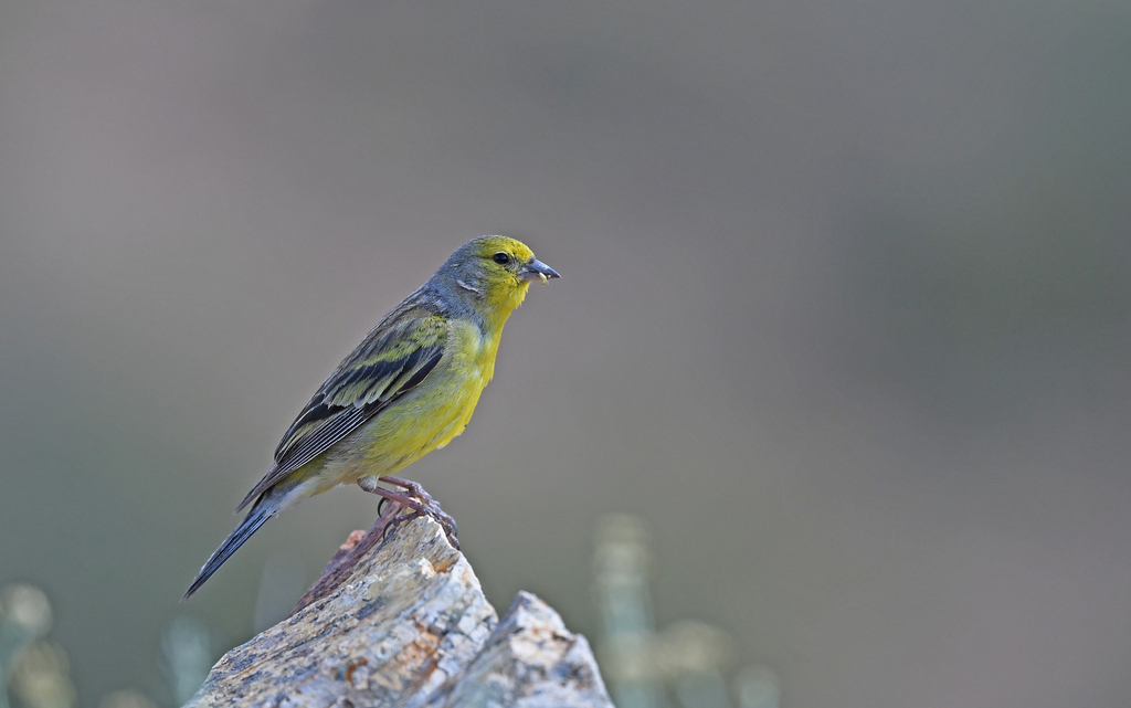 Corsican Finch photo