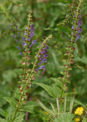 Scutellaria altissima