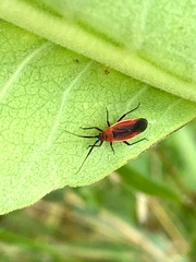 Lopidea instabilis