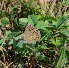 Polyommatus icarus