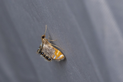 Nymphicula yoshiyasui