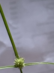 Cyperus brevifolioides