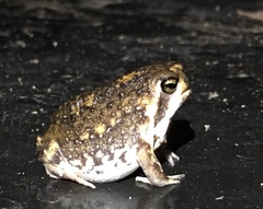 Breviceps adspersus