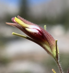 Cordylanthus tenuis